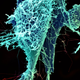 Illustration for article titled The Astounding And Horrific World As Seen Under A Microscope